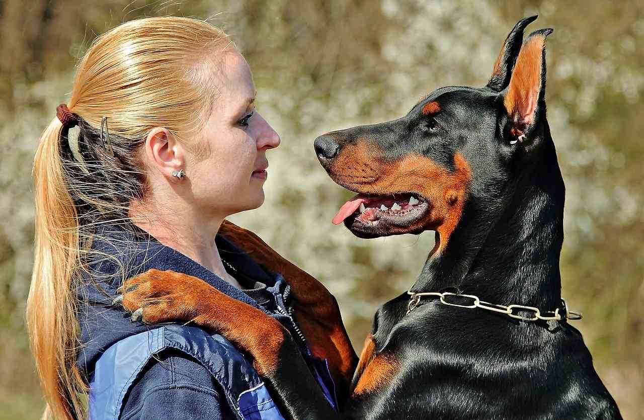 доберман положивший лапы на плечи девушке — рейтинг лучших собак для квартиры sova.live